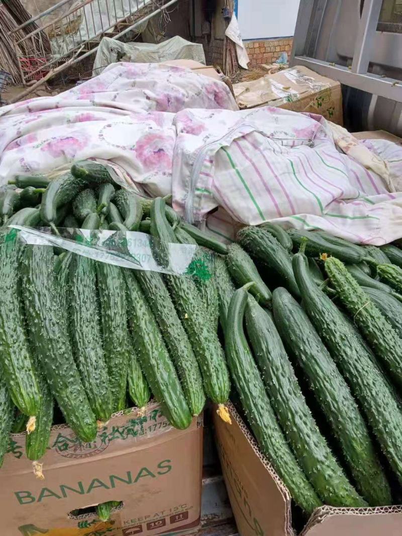黄瓜大量上市价格便宜