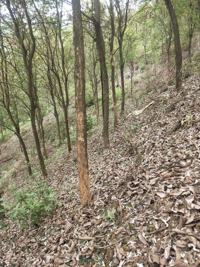 多花风铃木