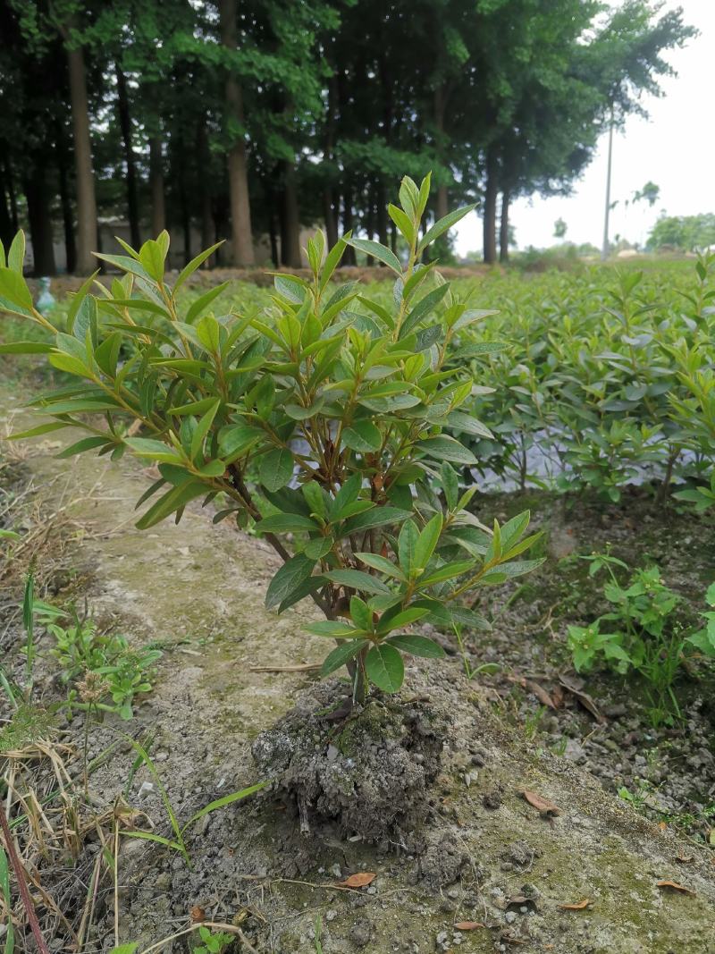 杜鹃毛笼子
