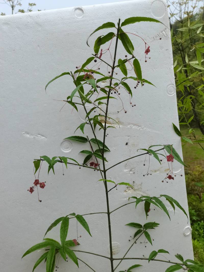 金丝吊蝴蝶卫矛湖北金丝吊蝴蝶，盆景素材园林绿化庭院花台