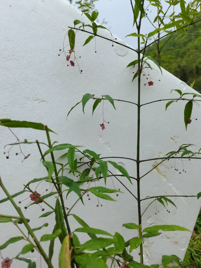金丝吊蝴蝶卫矛湖北金丝吊蝴蝶，盆景素材园林绿化庭院花台