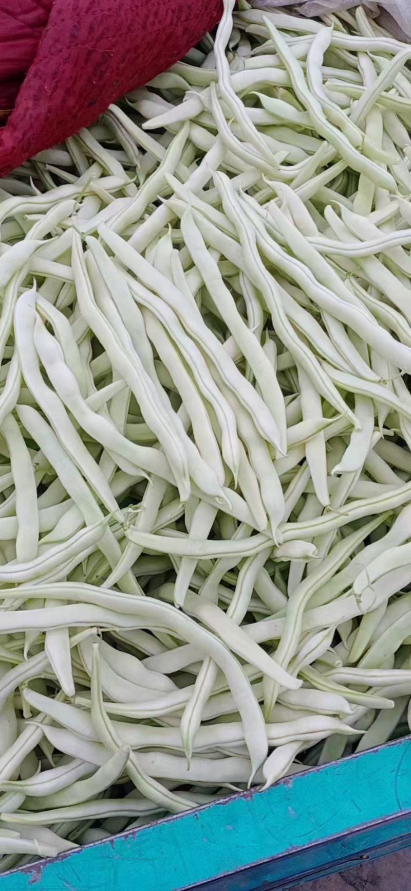 精品白芸豆，白不老豆角产地大量上市，条长20公分以上，