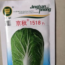精品冬白菜新品种京秋1518