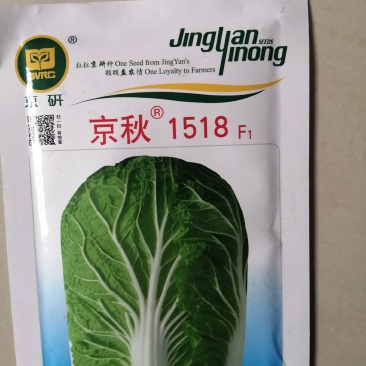 精品冬白菜新品种京秋1518