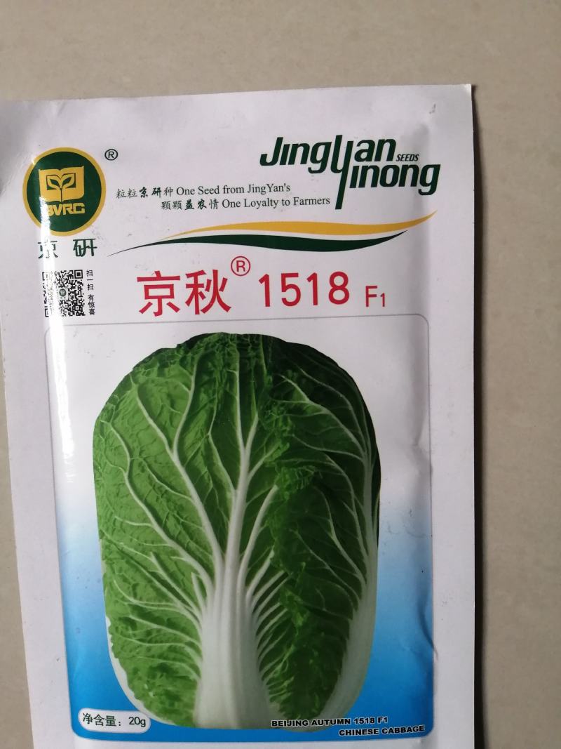 精品冬白菜新品种京秋1518