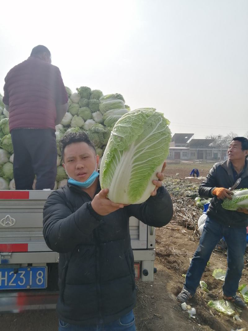 精品冬白菜新品种京秋1518