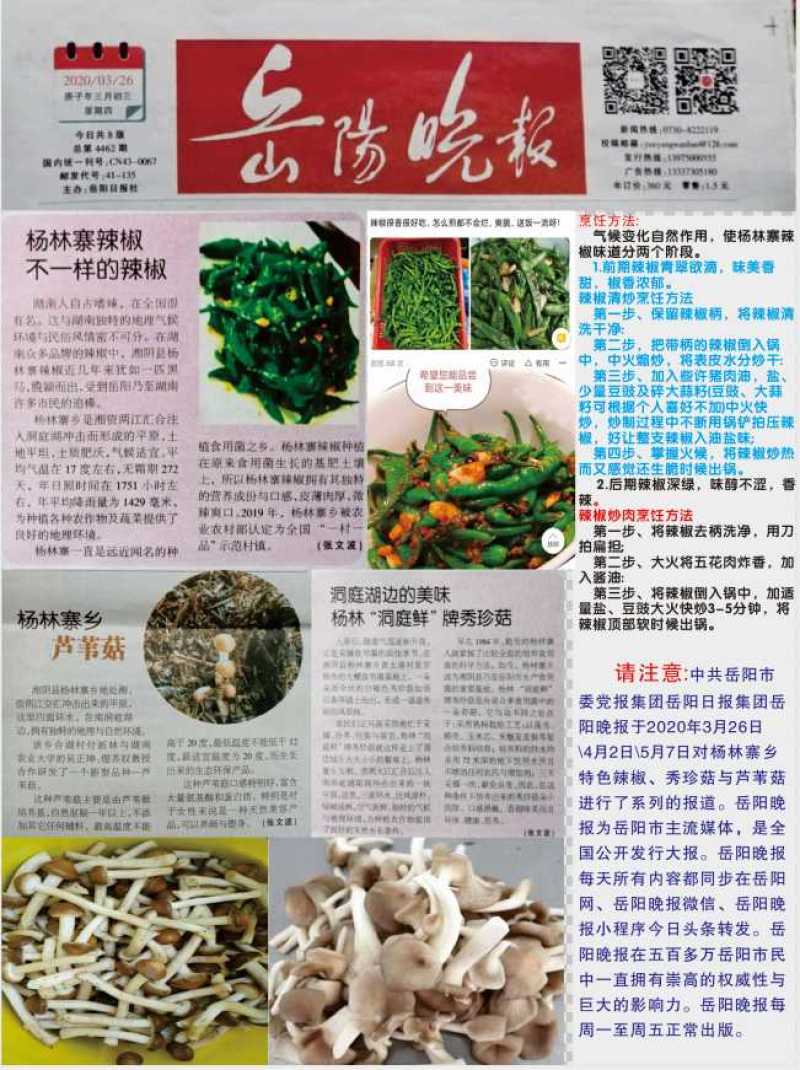 杨林寨辣椒/生长在食用菌培养基上/软嫩香浓/3斤礼盒装