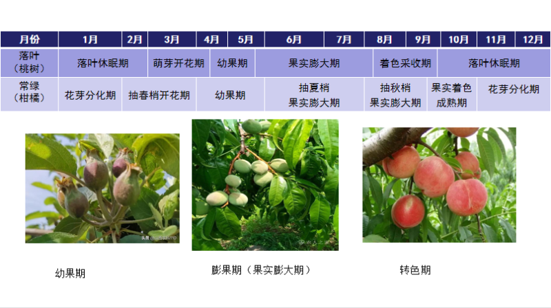 膨果转色钾促进树体合成糖分和青花素合成膨果转色增甜专用