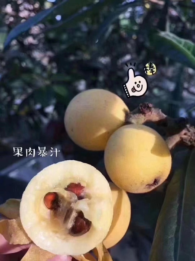 塘栖枇杷，白玉枇杷，红中枇杷，自己家种的枇杷！