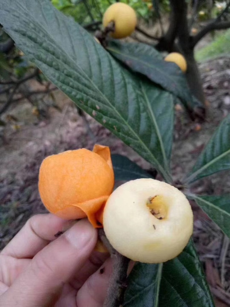 塘栖枇杷，白玉枇杷，红中枇杷，自己家种的枇杷！