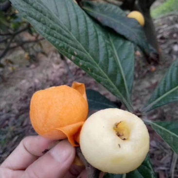 白玉枇杷塘栖白玉枇杷，红中枇杷，自己家种的枇杷