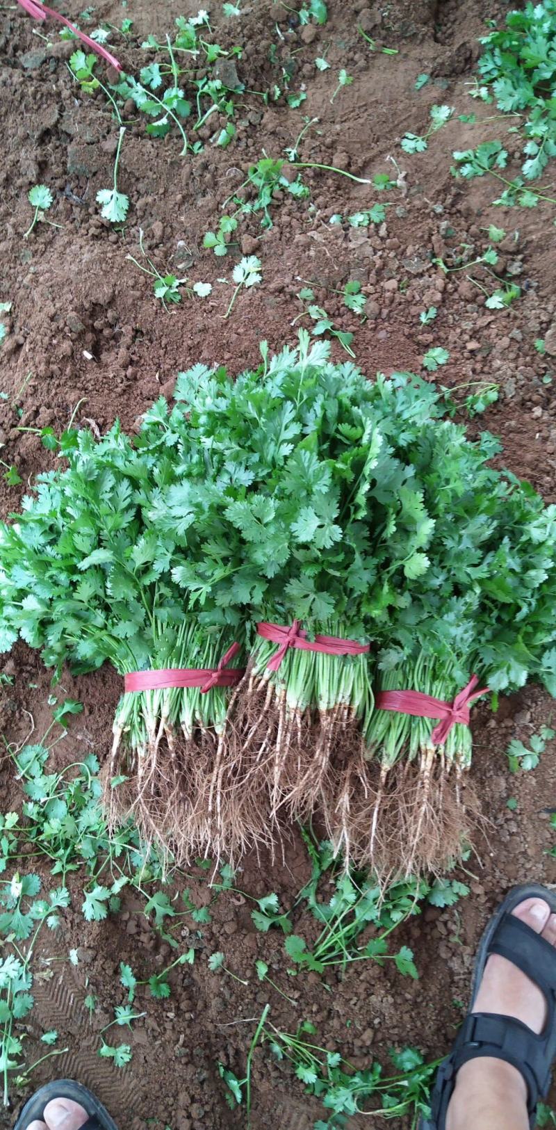 香菜冷棚香菜产地直销大量上市