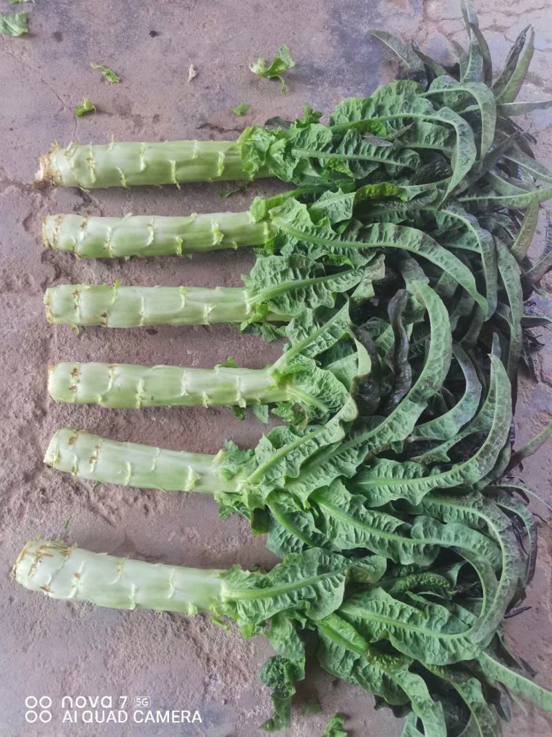 长期提供精品红尖叶莴笋毛货，净菜，光杆