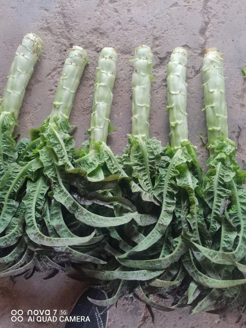 长期提供精品红尖叶莴笋毛货，净菜，光杆