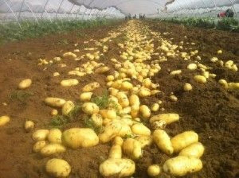 滕州专业土豆合作社