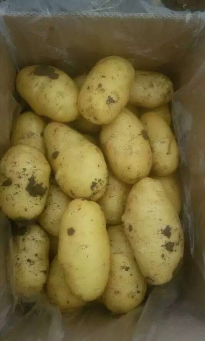 滕州专业土豆合作社