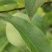 青脆李