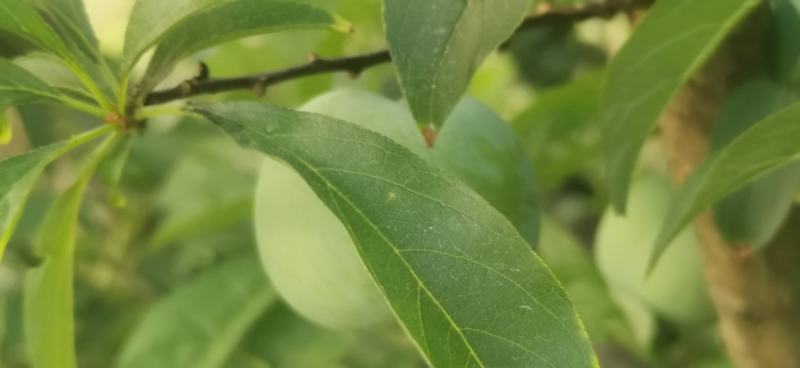 青脆李