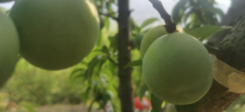 青脆李