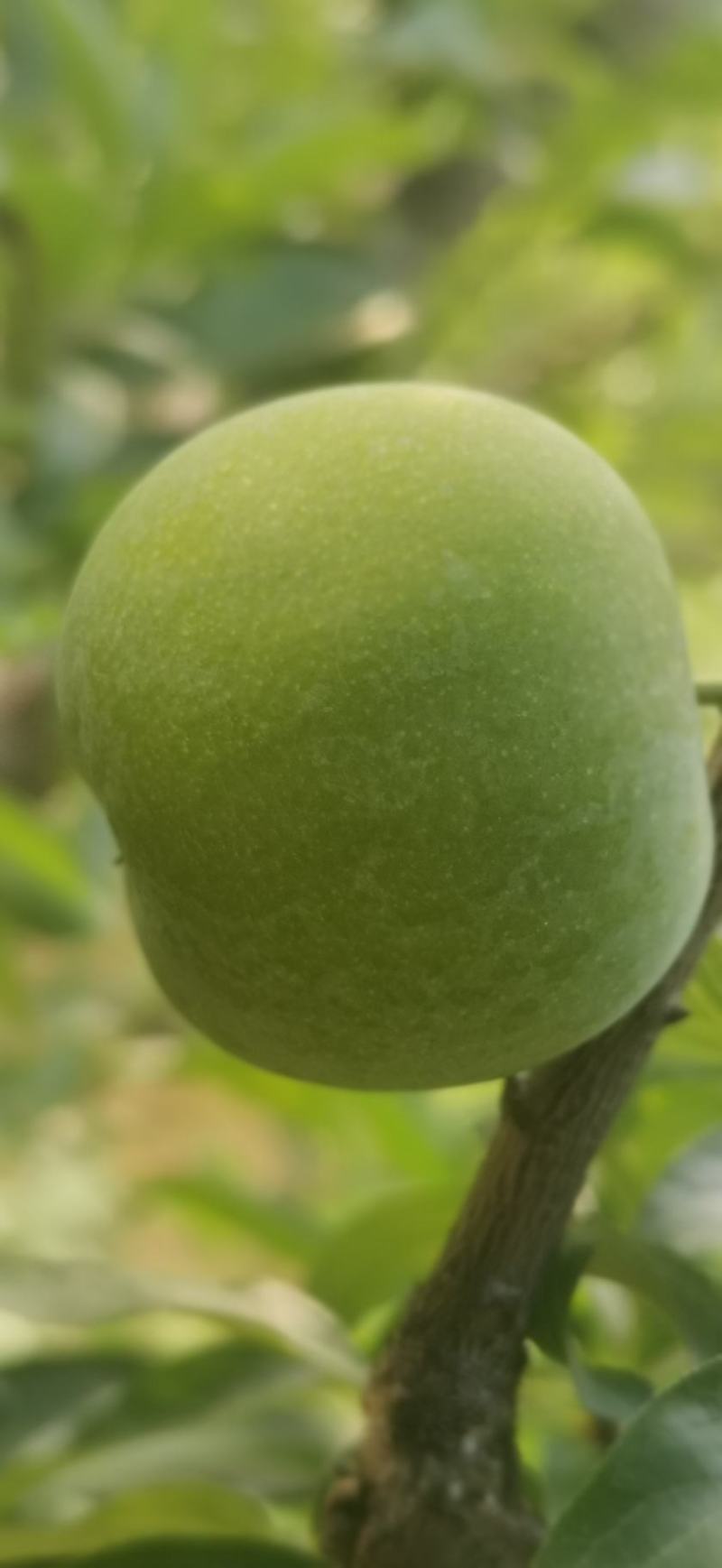 青脆李