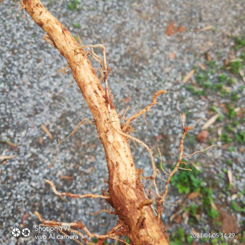 臭牧丹根！野生根大！品质好！包你满意