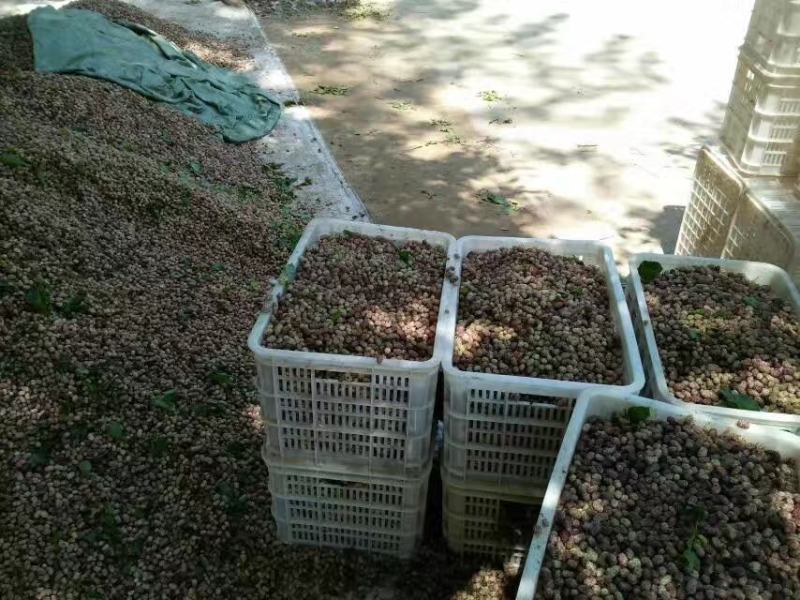 夏津现摘现发新鲜桑葚白桑椹鲜果也可做桑葚干