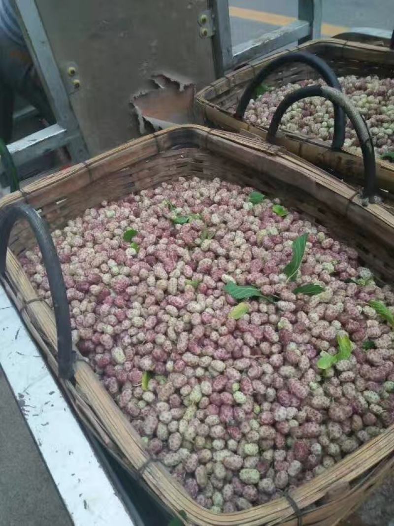 夏津现摘现发新鲜桑葚白桑椹鲜果也可做桑葚干