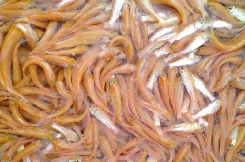 （产地直销、全国发货）俄罗斯金丝鲩鱼苗大量出售