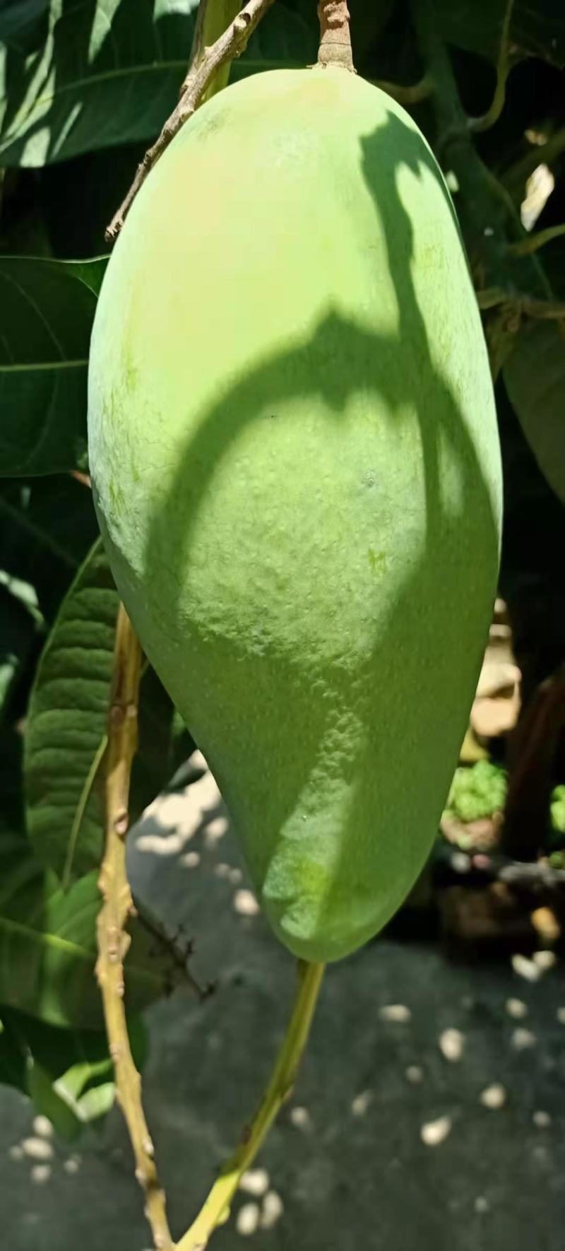 西双版纳大青芒