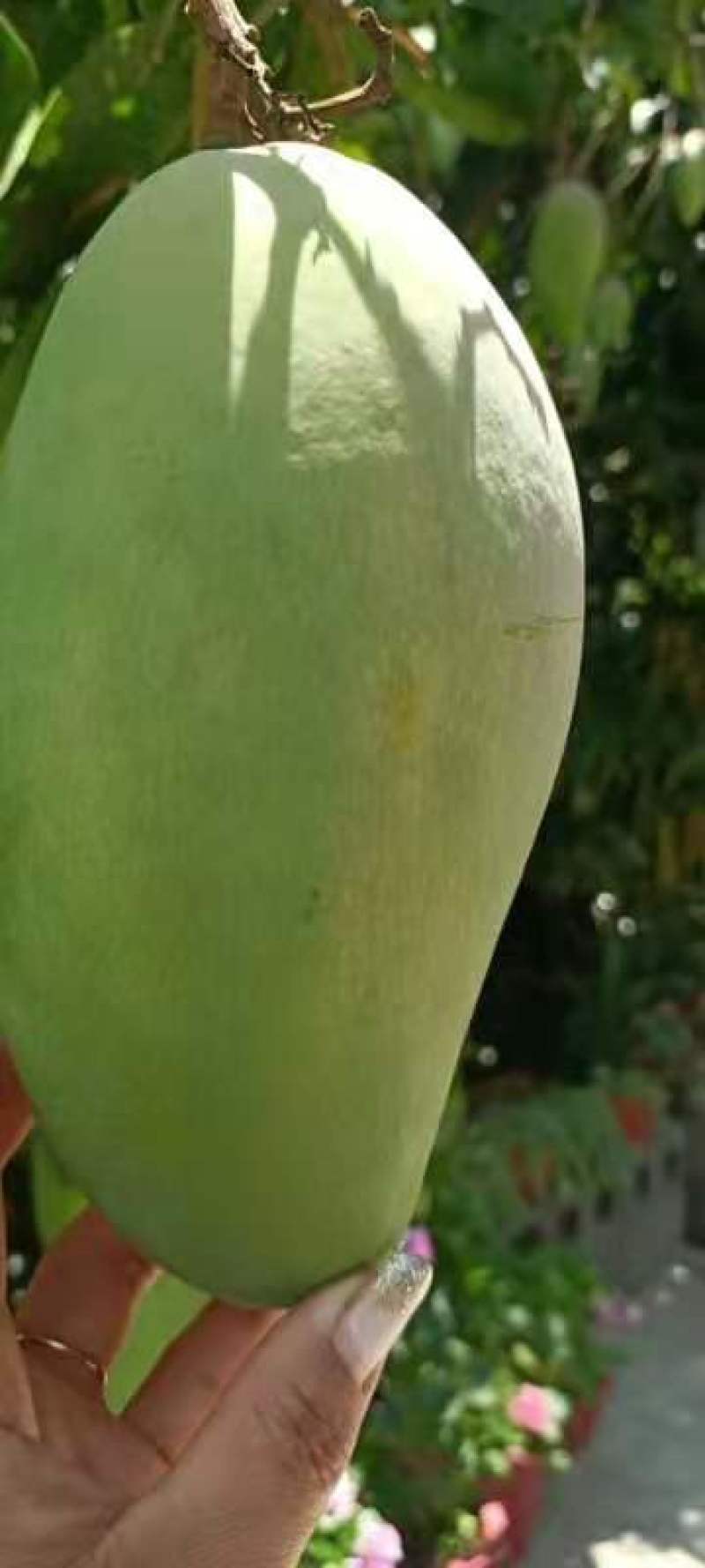 西双版纳大青芒