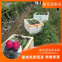 蜜玄龙火龙果苗批发大果型蜜玄龙广州基地直供保证质量