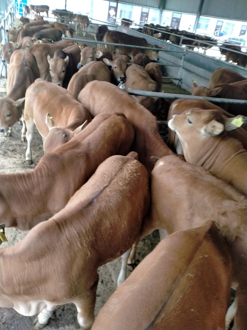 出售肉牛犊，批发各种品种，改良育肥牛犊，牛犊种苗全国包邮