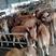 出售肉牛犊，批发各种品种，改良育肥牛犊，牛犊种苗全国包邮