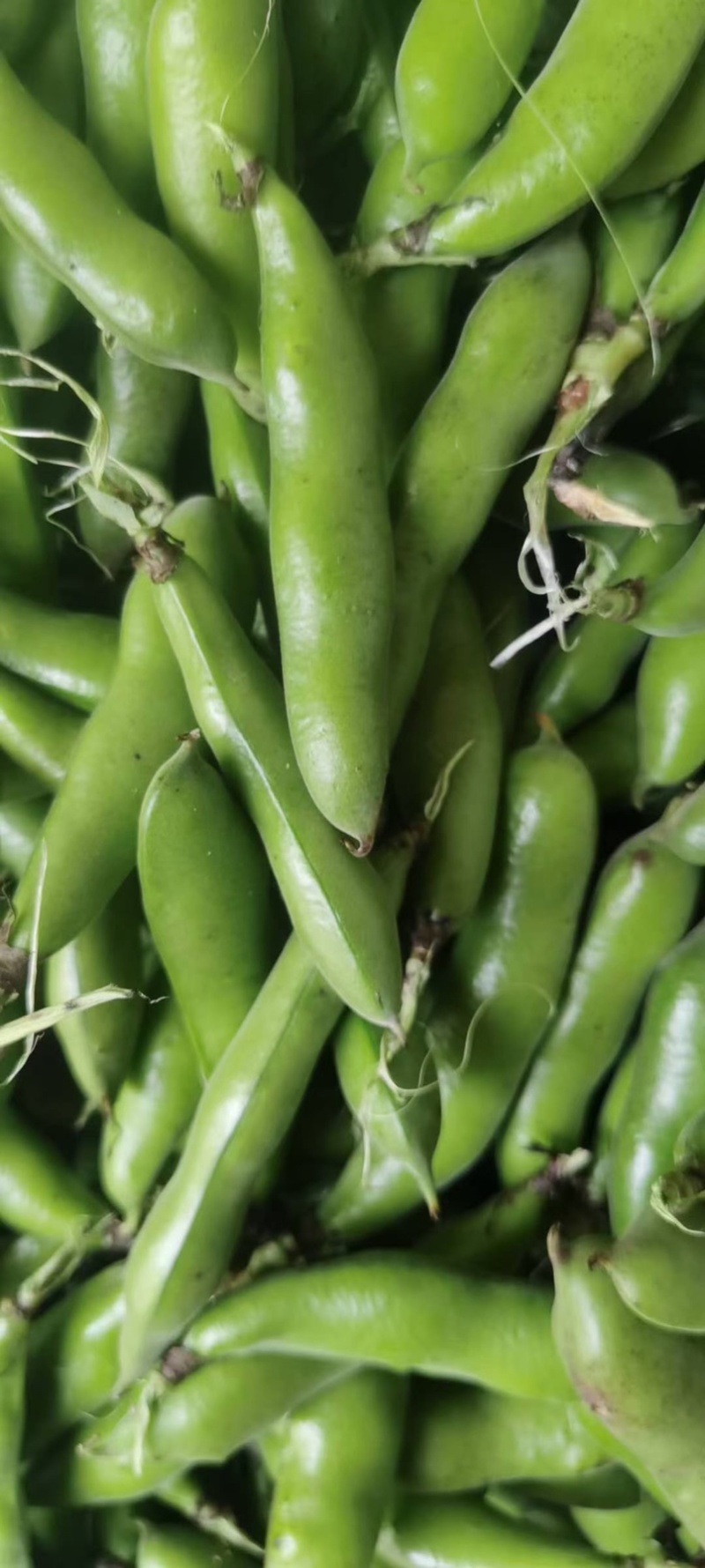 【优选】新上市蚕豆🔥颗粒饱满量大质优湖北青蚕豆