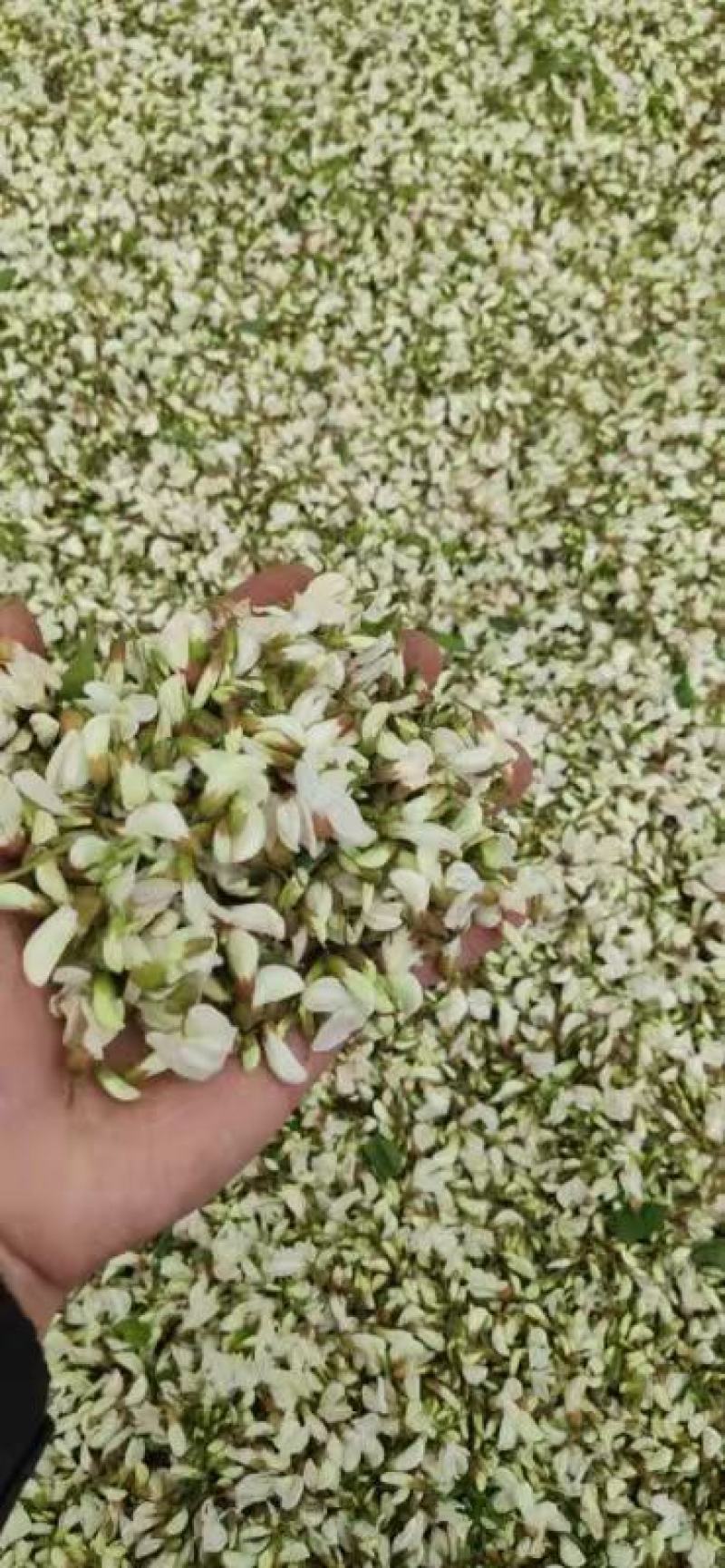 洋槐花鲜货现摘纯野生人工采集供应大量上市