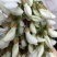 洋槐花鲜货现摘纯野生人工采集供应大量上市