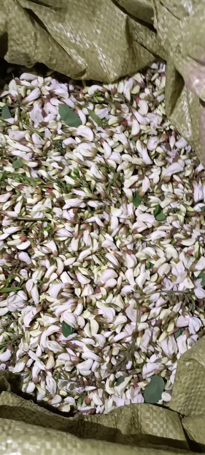 洋槐花鲜货现摘纯野生人工采集供应大量上市