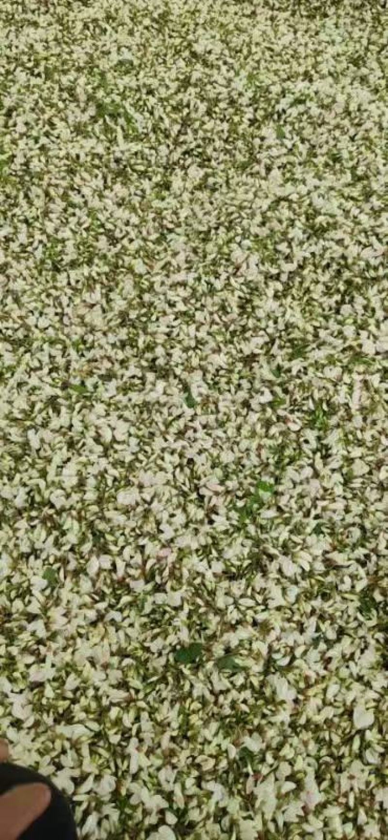 洋槐花鲜货现摘纯野生人工采集供应大量上市