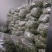 洋槐花鲜货现摘纯野生人工采集供应大量上市