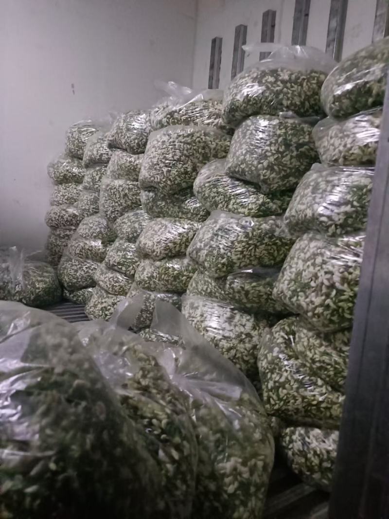 洋槐花鲜货现摘纯野生人工采集供应大量上市