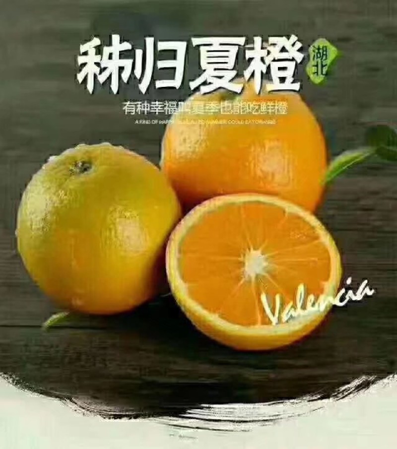 三峡秭归夏橙橙子大量上市走货中啦！颜色口感不错了哦哦！