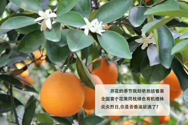 三峡秭归夏橙橙子大量上市走货中啦！颜色口感不错了哦哦！
