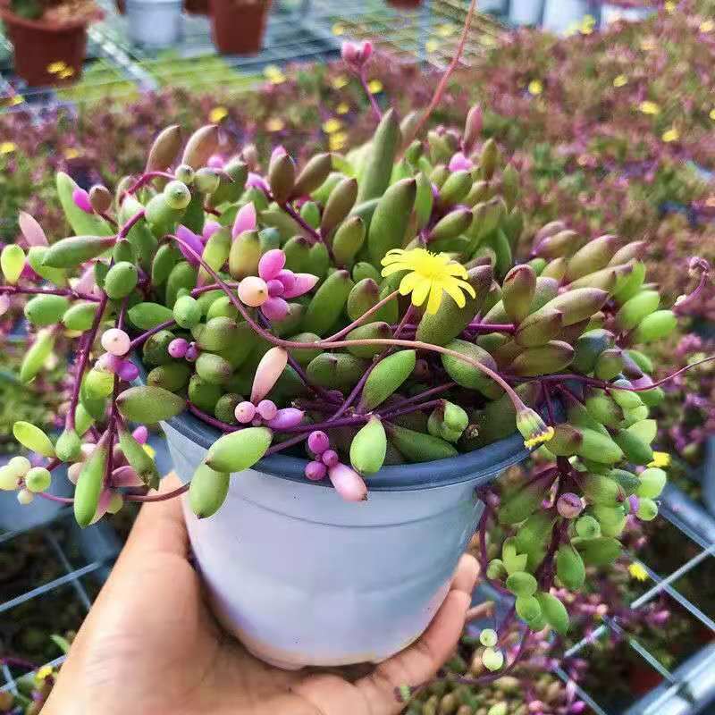 多肉植物紫玄月多肉吊兰佛珠花卉盆栽办公室绿植珍珠吊兰