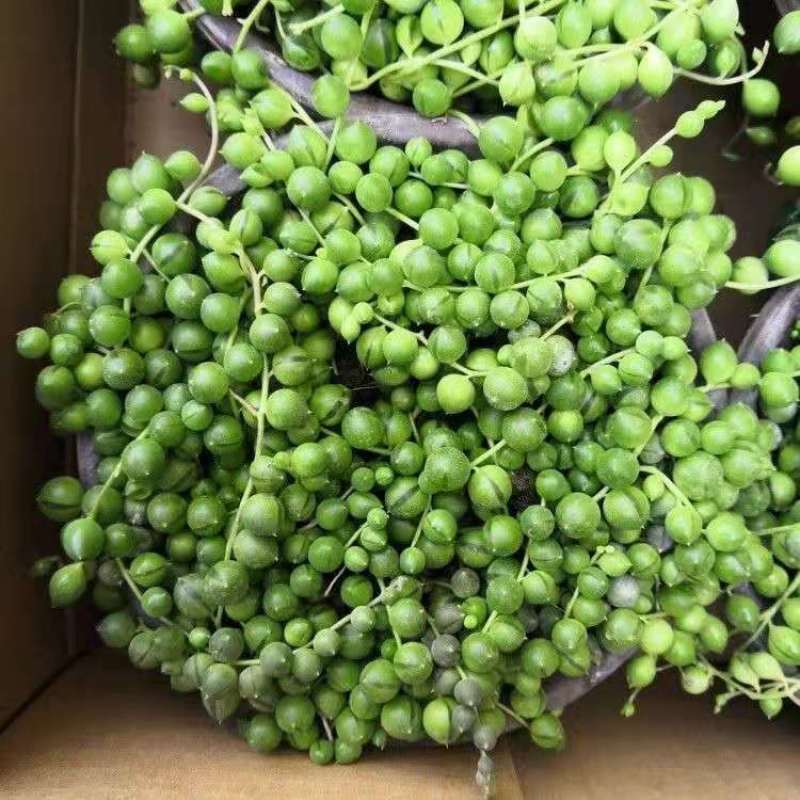 多肉植物紫玄月多肉吊兰佛珠花卉盆栽办公室绿植珍珠吊兰