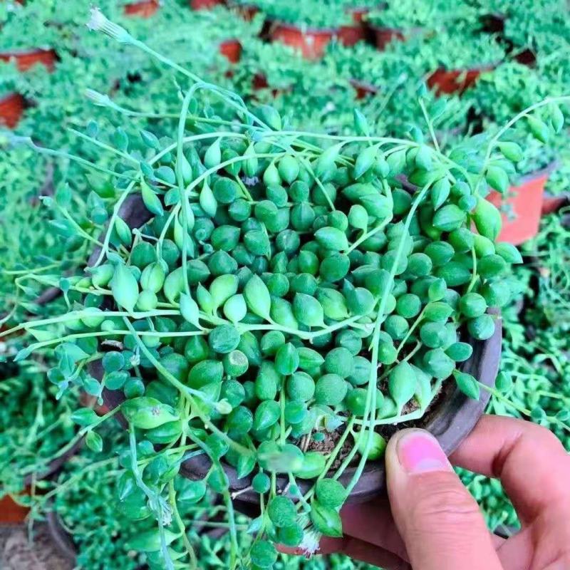 多肉植物紫玄月多肉吊兰佛珠花卉盆栽办公室绿植珍珠吊兰