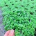多肉植物紫玄月多肉吊兰佛珠花卉盆栽办公室绿植珍珠吊兰