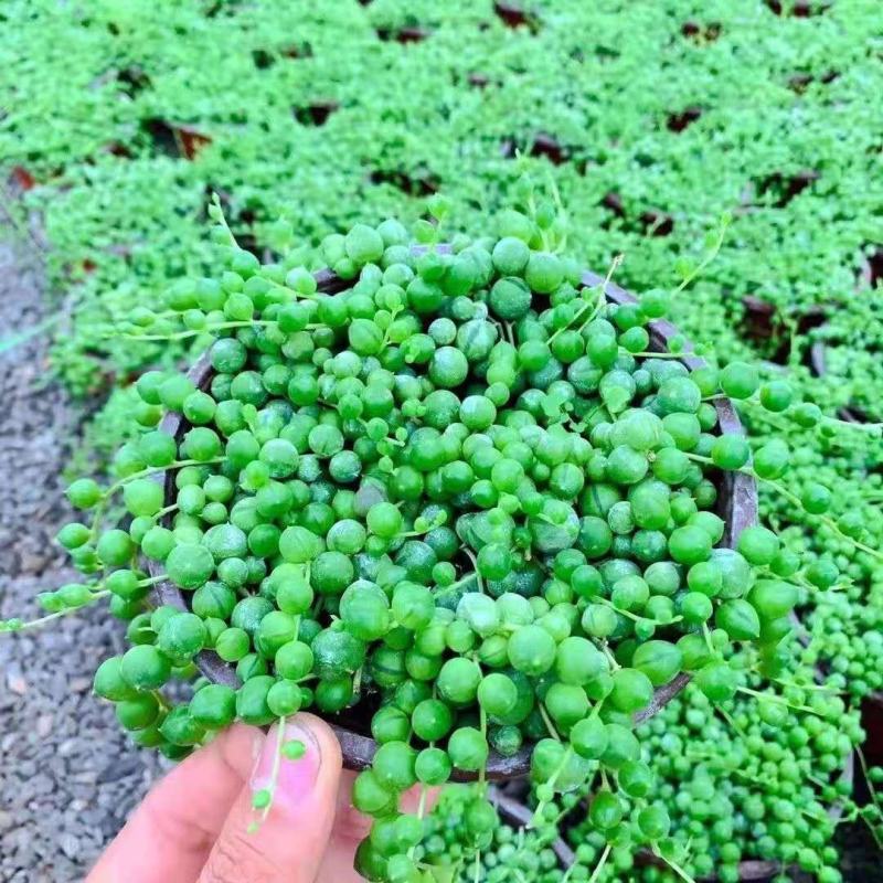 多肉植物紫玄月多肉吊兰佛珠花卉盆栽办公室绿植珍珠吊兰