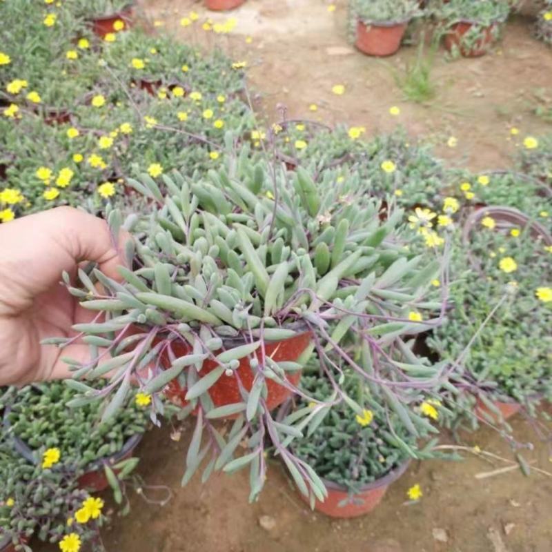 多肉植物紫玄月多肉吊兰佛珠花卉盆栽办公室绿植珍珠吊兰
