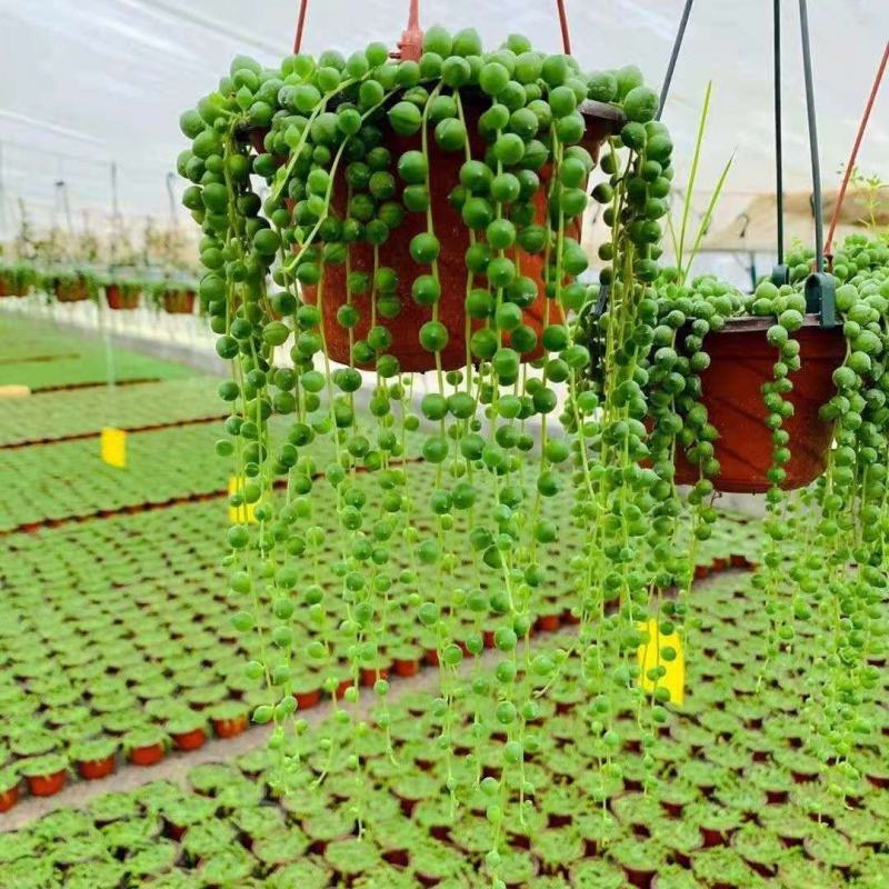 多肉植物紫玄月多肉吊兰佛珠花卉盆栽办公室绿植珍珠吊兰