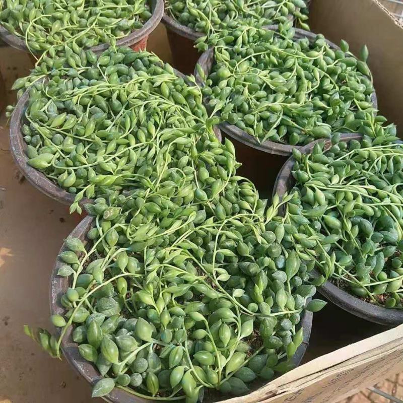 多肉植物紫玄月多肉吊兰佛珠花卉盆栽办公室绿植珍珠吊兰